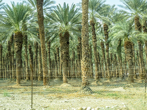 Near Jericho, Israel, Palm cultivation on the street that follow the Jordan river going to the Dead Sea
